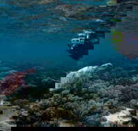 3 Night Ningaloo Reef Snorkel and Dive Getaway from Coral Bay - Darwin Holiday