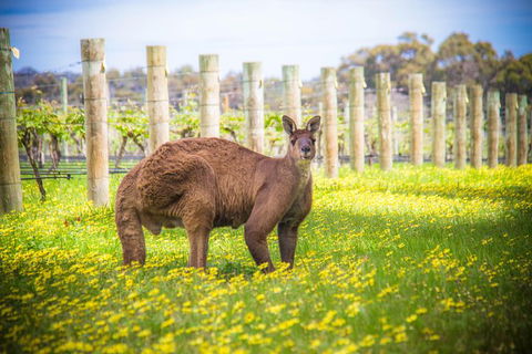 Margaret River Wine Adventure - The Tour For People Who Don\'t Do Tours! - Darwin Holiday 23