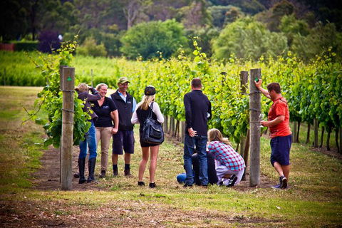 Margaret River Wine Adventure - The Tour For People Who Don\'t Do Tours! - Darwin Holiday 27