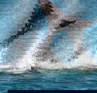 Whale-Watching Cruise and Hillarys Boat Harbour Day Trip from Perth - Darwin Holiday