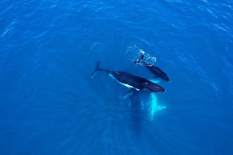 Whale-Watching Cruise And Hillarys Boat Harbour Day Trip From Perth - Darwin Holiday 8