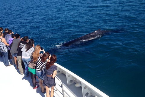 Whale-Watching Cruise And Hillarys Boat Harbour Day Trip From Perth - Darwin Holiday 5