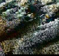 Muiron Island Dive  Snorkel Tour - Darwin Holiday