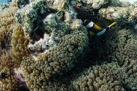 Muiron Island Dive & Snorkel Tour - Darwin Holiday 0