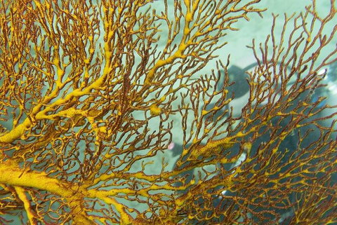 Muiron Island Dive & Snorkel Tour - Darwin Holiday 6