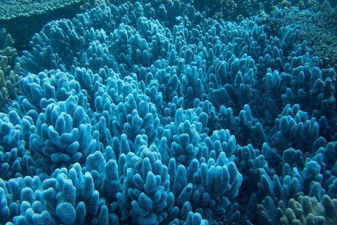 Muiron Island Dive & Snorkel Tour - Darwin Holiday 3