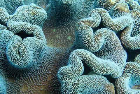 Muiron Island Dive & Snorkel Tour - Darwin Holiday 5