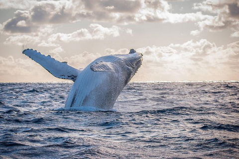 Margaret River Indulge And Discover Day Tour - Darwin Holiday 17