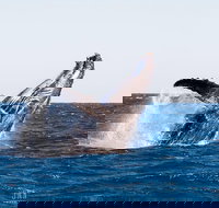 Turtle tours on the Ningaloo Reef Exmouth. 1/2 day cruise. - Darwin Holiday