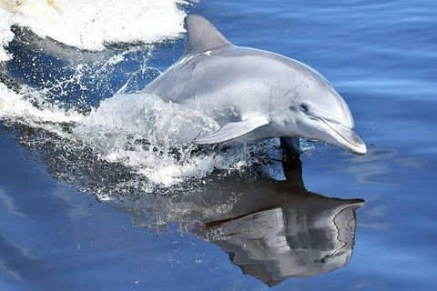 Mandurah Dolphin Island Adventure - Darwin Holiday 14