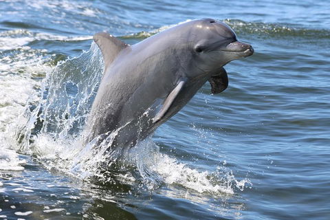 Mandurah Dolphin Island Adventure - Darwin Holiday 11