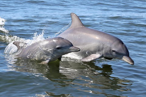 Mandurah Dolphin Island Adventure - Darwin Holiday 6