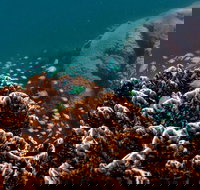 Ningaloo Reef or Muiron Islands Snorkeling and Wildlife Adventure - Darwin Holiday