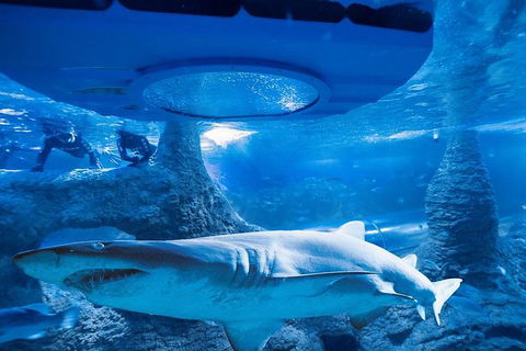 Glass Bottom Boat Adventure And AQWA General Entry Ticket - Darwin Holiday 1