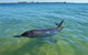 Bunbury Dolphins Discovery Tour - Fly From Perth - thumb 2
