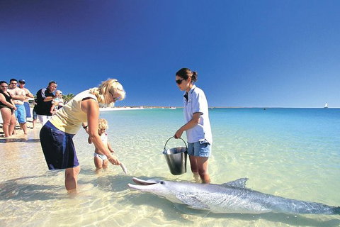 Bunbury Dolphins Discovery Tour - Fly From Perth - Darwin Holiday 3