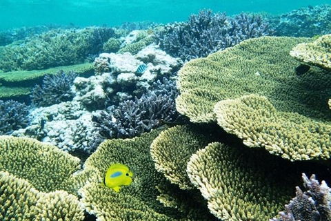 Abrolhos Islands Scenic Flight & Snorkel Adventure From Perth - Darwin Holiday 3