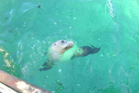 Abrolhos Islands Scenic Flight & Snorkel Adventure From Perth - Darwin Holiday 4
