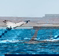 Ningaloo Reef Eco Tours - Darwin Holiday