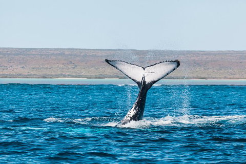 Ningaloo Reef Eco Tours - Darwin Holiday 0
