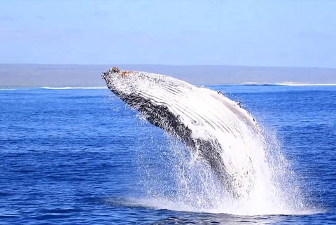Ningaloo Reef Eco Tours - Darwin Holiday 1