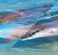 4 Day Perth to Monkey Mia Cruiser  Return - Darwin Holiday