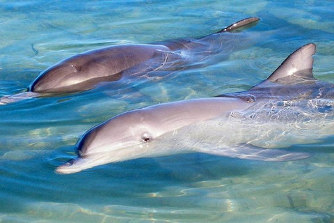 4 Day Perth To Monkey Mia Cruiser : Return - Darwin Holiday 0