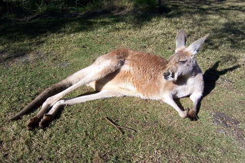 Swan Valley Private Tour - Darwin Holiday 4