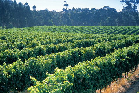 Swan Valley Private Tour - Darwin Holiday 9