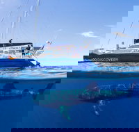 Ningaloo Whale Shark Swim on a Luxury Sailing Catamaran - Darwin Holiday