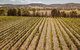Small Group Swan Valley Premium Winelovers Experience - thumb 3