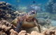 Turtle Tour - Ningaloo Reef Half Day Sea Kayak And Snorkel Tour - thumb 4