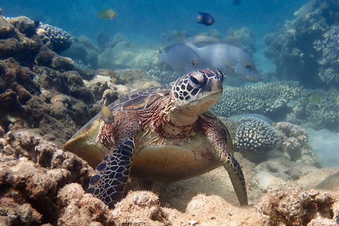 Turtle Tour - Ningaloo Reef Half Day Sea Kayak And Snorkel Tour - Darwin Holiday 4