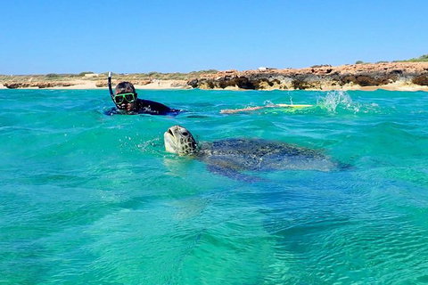 Turtle Tour - Ningaloo Reef Half Day Sea Kayak And Snorkel Tour - Darwin Holiday 2