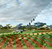 Vasse Felix Winery Tour and Tasting - Darwin Holiday