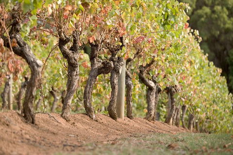 Vasse Felix Winery Tour And Tasting - Darwin Holiday 3