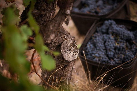 Vasse Felix Winery Tour And Tasting - Darwin Holiday 4