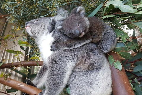 Penguin Island And Caversham Wildlife Park Day Trip From Perth - Darwin Holiday 1