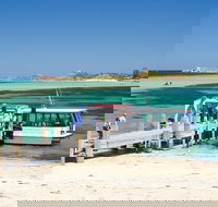 Penguin Island and Caversham Wildlife Park Day Trip From Perth - Darwin Holiday