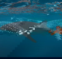 Ningaloo Reef Whale Shark Snorkeling Adventure Apr-July - Darwin Holiday