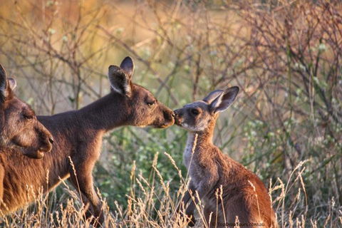 Margaret River Small-Group Wine And Dine Tour - Darwin Holiday 1