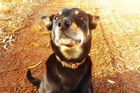 Perth Kids Explorer (Private) Day Tour - Darwin Holiday 15