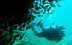 Scuba Dive Ningaloo Reef - thumb 0