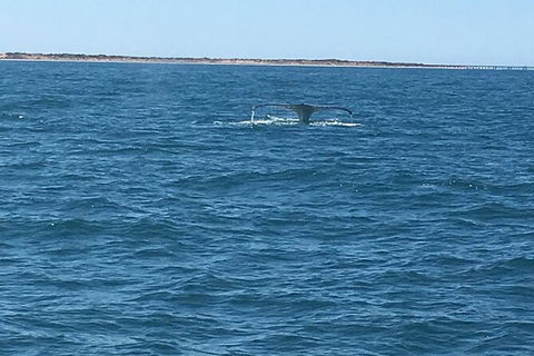 Scuba Dive Ningaloo Reef - Darwin Holiday 5