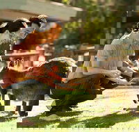 Very Best of Perth Tour - Wildlife Park  City Highlights Tour - Darwin Holiday