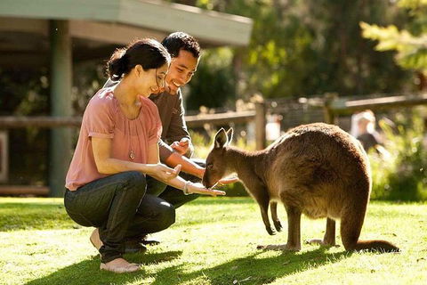 Very Best Of Perth Tour - Wildlife Park & City Highlights Tour - Darwin Holiday 0