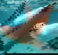 Carnac Island Half Day Sail - Darwin Holiday