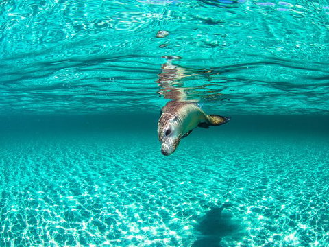 Carnac Island Half Day Sail - Darwin Holiday 7
