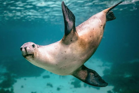 Carnac Island Half Day Sail - Darwin Holiday 2