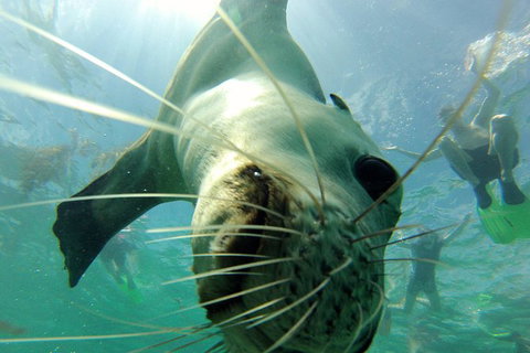 Carnac Island Half Day Sail - Darwin Holiday 6